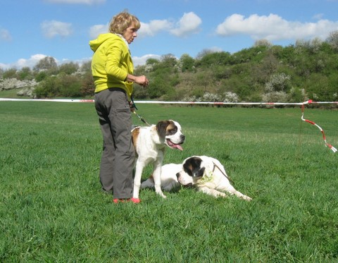 06.04.14 Spaziergang mit Bernhardinerklub