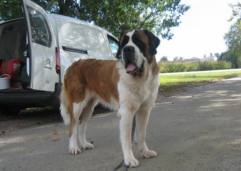 Ursina (Sina) von den Grossen Strolchen