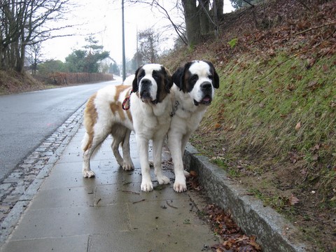 Oxana vom Siedlerhof & Xionara Vaya v.`t Beukeböschke
