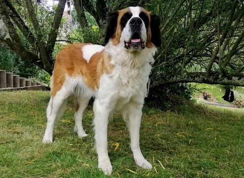 Orchidée vom Haselrecht