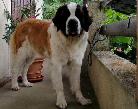 Olyana vom Haselrecht