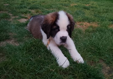 Rhapsody von den Grossen Strolchen