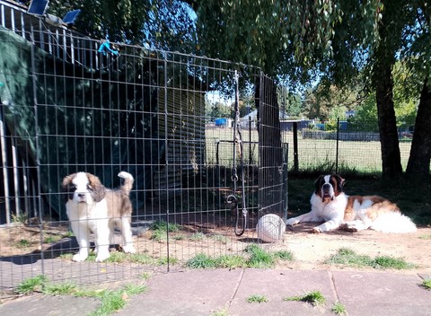 Rhapsody von den Grossen Strolchen& Orly vom Haselrecht