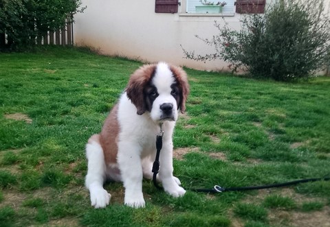 Rhapsody von den Grossen Strolchen