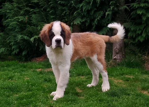 Rhapsody von den Grossen Strolchen