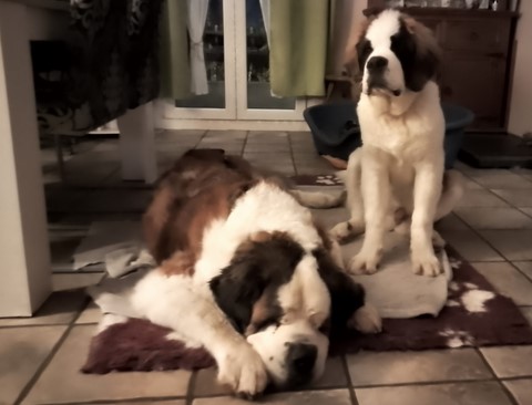 Lara mit puppy Rhapsody