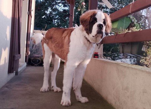 Rhapsodie v d Großen Strolchen