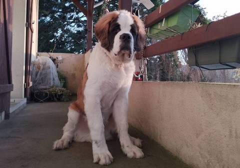 Rhapsodie v d Großen Strolchen