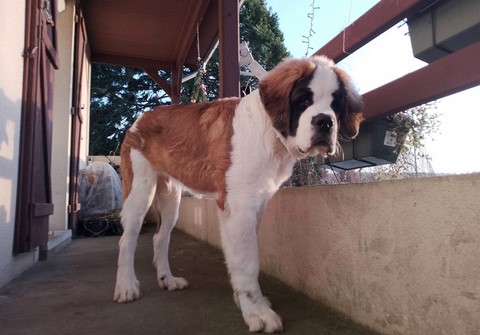 Rhapsody von den Grossen Strolchen