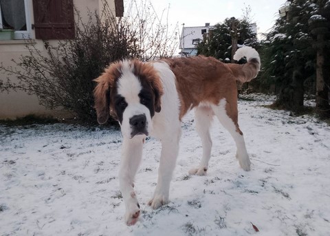 Rhapsody von den Grossen Strolchen