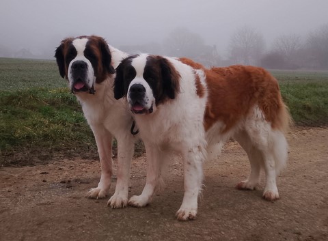 08.02.2026  Orly & Olyana vom Haselrecht