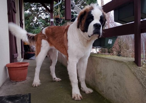 Rhapsody von den Grossen Strolchen