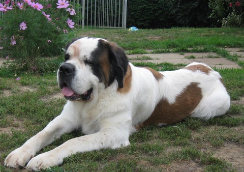 Xionara Vaya v.`t Beukeböschke