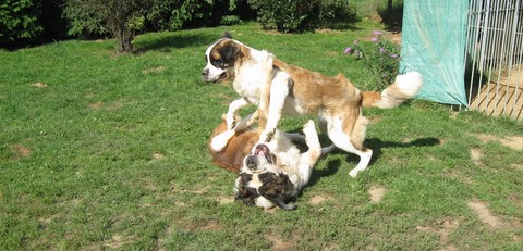 Gizmo vom-Illtal & Ursina v d Grossen Strolchen