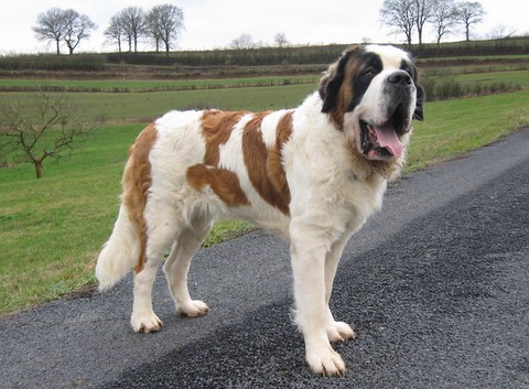 Oxana vom Siedlerhof