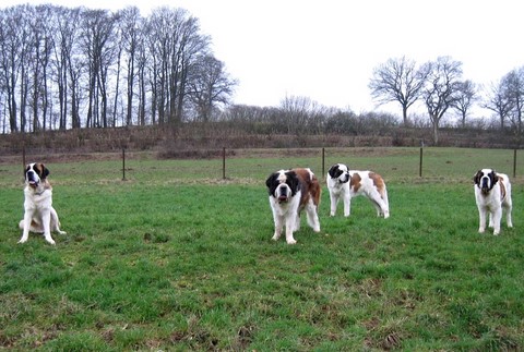  Sina,  Dante,  Xionara  &  Oxana