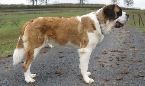 Ursina (Sina) von den Grossen Strolchen