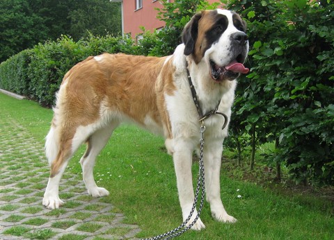 Ursina (Sina) von den Grossen Strolchen