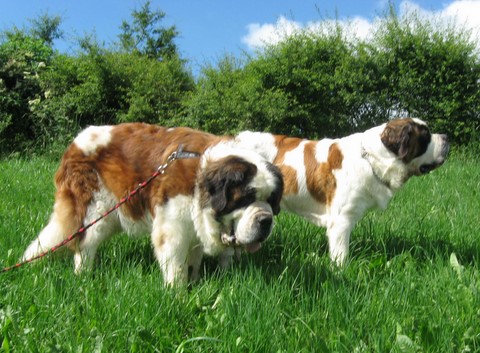 Dante vom-Illtal Mit Oxana