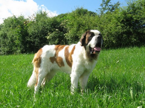 Oxana vom Siedlerhof