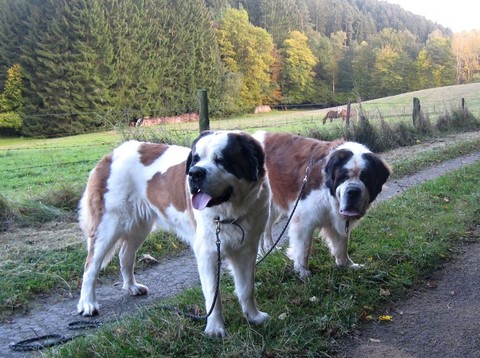 xionara mit Dante vom-Illtal