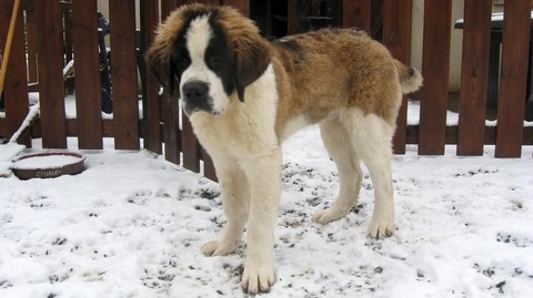 Jayant vom Haselrecht 4.½ M.