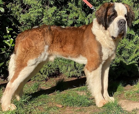 Jacomo von den Grossen Strolchen