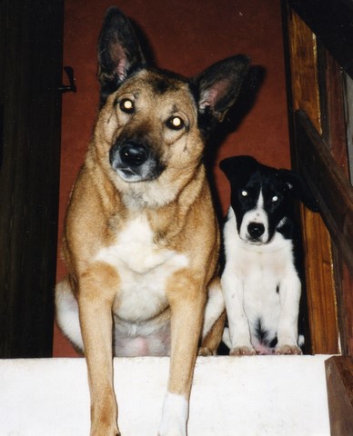 Leïka et Samson