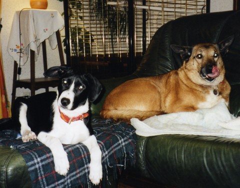 Samson et Leïka