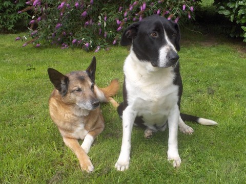 Leïka et Samson