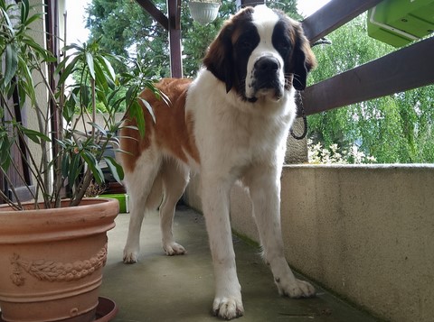 Olyana vom Haselrecht