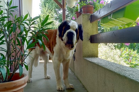 Jaya vom Haselrecht 6 Jahre