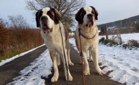 Layan et Lara vom Haselrecht