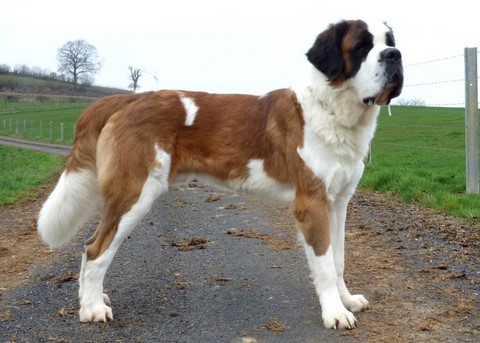 Layan vom Haselrecht