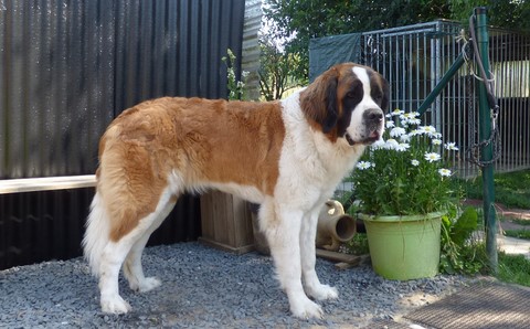 Opale vom Haselrecht  2 Jahre