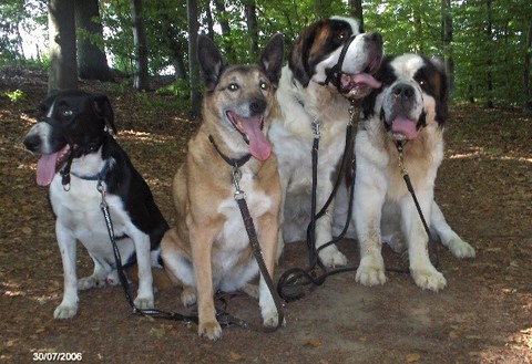 Samson, Leïka, Gizmo & Dante