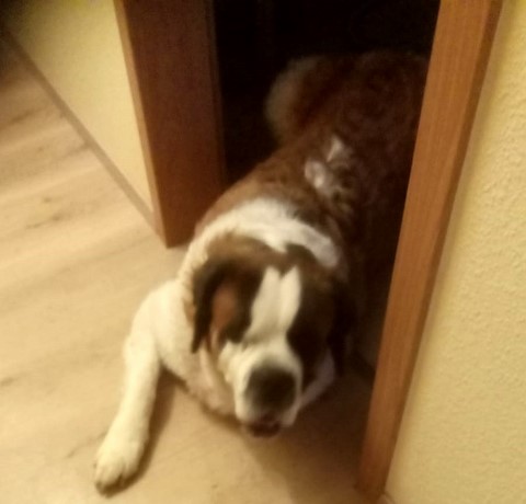 Ophelia vom Haselrecht