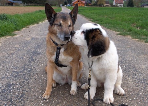 Leïka & Xionara Vaya v.`t Beukeböschke