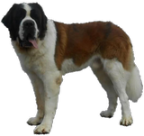 Jayant vom Haselrecht