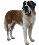 Ursina von den Grossen Strolchen