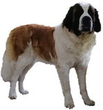 Olyana vom Haselrecht