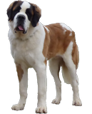 Layan vom Haselrecht