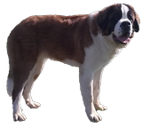 Mayerling des Coteaux Lauragais