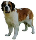 Orchidée vom Haselrecht