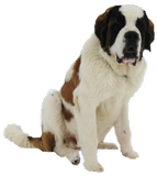 Olyana vom Siedlerhof