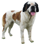 Xionara v.`t Beukeböschke