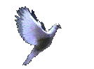 Colombe